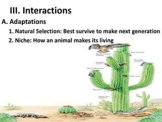 III. InteractionsA. Adaptations1. Natural Selection: Best survive to make next generation2. Niche: How an animal makes its living