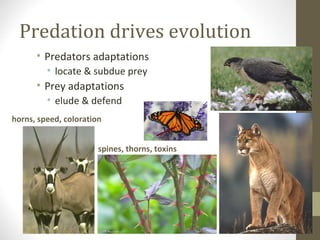 Evolution Predation Populations and communities | PPT