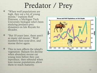 Predator / Prey
 "When wolf populations are
high, they eat a lot of young
moose," explains Rolf
Peterson, a Michigan Tech
University biologist who's been
studying predator-prey
dynamics on Isle Royale for
decades.
 "But 10 years later, there aren't
as many old moose." Wolf
numbers then nose-dive, and
moose thrive again.
 This in turn affects the island's
vegetation: Balsam firs decline
when abundant moose eat
young trees before they can
reproduce, then rebound when
lean moose populations allow
them to reach maturity.
12
 