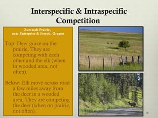 Interspecific & Intraspecific
Competition
Zumwalt Prairie,
near Enterprise & Joseph, Oregon
Top: Deer graze on the
prairie. They are
competing with each
other and the elk (when
in wooded area, not
often).
Below: Elk move across road
a few miles away from
the deer in a wooded
area. They are competing
the deer (when on prairie,
not often). 16
 