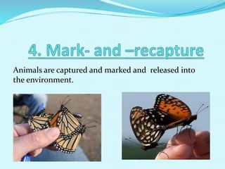 Animals are captured and marked and released into
the environment.
 