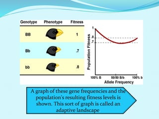 A graph of these gene frequencies and the
population's resulting fitness levels is
shown. This sort of graph is called an
adaptive landscape
A graph of these gene frequencies and the
population's resulting fitness levels is
shown. This sort of graph is called an
adaptive landscape.
 