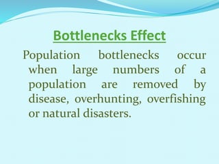 Bottlenecks Effect
Population bottlenecks occur
when large numbers of a
population are removed by
disease, overhunting, overfishing
or natural disasters.
 
