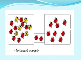 Population size and genetic drift