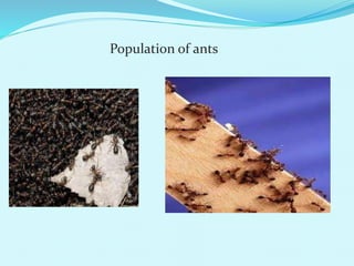 Population of ants
 