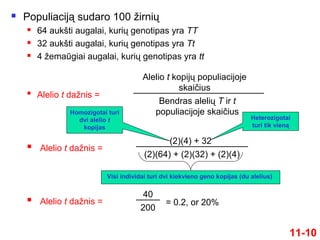  Populiaciją sudaro 100 žirnių
 64 aukšti augalai, kurių genotipas yra TT
 32 aukšti augalai, kurių genotipas yra Tt
 4 žemaūgiai augalai, kurių genotipas yra tt
11-10

Alelio t dažnis =
Bendras alelių T ir t
populiacijoje skaičius
Alelio t kopijų populiacijoje
skaičius
 Alelio t dažnis =
(2)(64) + (2)(32) + (2)(4)
(2)(4) + 32
Homozigotai turi
dvi alelio t
kopijas
Heterozigotai
turi tik vieną
Visi individai turi dvi kiekvieno geno kopijas (du alelius)
 Alelio t dažnis =
200
40
= 0.2, or 20%
 