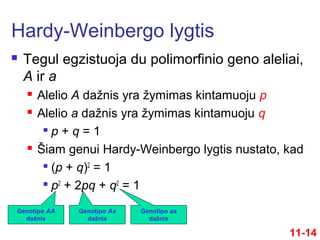  Tegul egzistuoja du polimorfinio geno aleliai,
A ir a
 Alelio A dažnis yra žymimas kintamuoju p
 Alelio a dažnis yra žymimas kintamuoju q

p + q = 1
 Šiam genui Hardy-Weinbergo lygtis nustato, kad

(p + q)2
= 1

p2
+ 2pq + q2
= 1
Hardy-Weinbergo lygtis
11-14
Genotipo AA
dažnis
Genotipo Aa
dažnis
Genotipo aa
dažnis
 