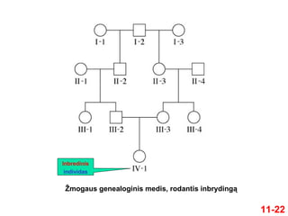 11-22
Žmogaus genealoginis medis, rodantis inbrydingą
Inbredinis
individas
 