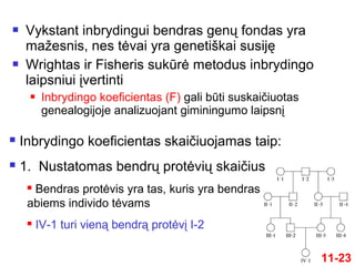  Vykstant inbrydingui bendras genų fondas yra
mažesnis, nes tėvai yra genetiškai susiję
 Wrightas ir Fisheris sukūrė metodus inbrydingo
laipsniui įvertinti
 Inbrydingo koeficientas (F) gali būti suskaičiuotas
genealogijoje analizuojant giminingumo laipsnį
11-23
 Inbrydingo koeficientas skaičiuojamas taip:
 1. Nustatomas bendrų protėvių skaičius
 Bendras protėvis yra tas, kuris yra bendras
abiems individo tėvams
 IV-1 turi vieną bendrą protėvį I-2
 