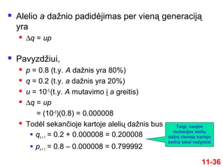  Alelio a dažnio padidėjimas per vieną generaciją
yra
 ∆q = up
 Pavyzdžiui,
 p = 0.8 (t.y. A dažnis yra 80%)
 q = 0.2 (t.y. a dažnis yra 20%)
 u = 10–5
(t.y. A mutavimo į a greitis)
 ∆q = up
= (10–5
)(0.8) = 0.000008
 Todėl sekančioje kartoje alelių dažnis bus
 qn + 1 = 0.2 + 0.000008 = 0.200008
 pn + 1 = 0.8 – 0.000008 = 0.799992
11-36
Taigi, naujos
mutacijos alelių
dažnį vienoje kartoje
keičia labai nežymiai
 