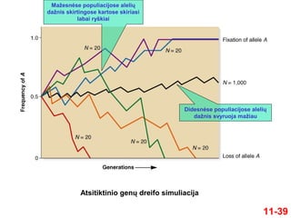 11-39
Atsitiktinio genų dreifo simuliacija
Mažesnėse populiacijose alelių
dažnis skirtingose kartose skiriasi
labai ryškiai
Didesnėse populiacijose alelių
dažnis svyruoja mažiau
 