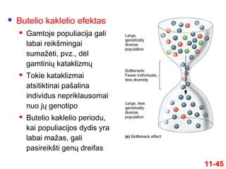 11-45
 Butelio kaklelio efektas
 Gamtoje populiacija gali
labai reikšmingai
sumažėti, pvz., dėl
gamtinių kataklizmų
 Tokie kataklizmai
atsitiktinai pašalina
individus nepriklausomai
nuo jų genotipo
 Butelio kaklelio periodu,
kai populiacijos dydis yra
labai mažas, gali
pasireikšti genų dreifas
 