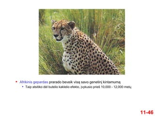 Afrikinis gepardas prarado beveik visą savo genetinį kintamumą
 Taip atsitiko dėl butelio kaklelio efekto, įvykusio prieš 10,000 - 12,000 metų
11-46
 