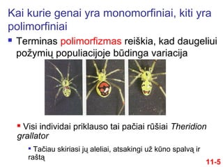  Terminas polimorfizmas reiškia, kad daugeliui
požymių populiacijoje būdinga variacija
Kai kurie genai yra monomorfiniai, kiti yra
polimorfiniai
11-5
 Visi individai priklauso tai pačiai rūšiai Theridion
grallator

Tačiau skiriasi jų aleliai, atsakingi už kūno spalvą ir
raštą
 