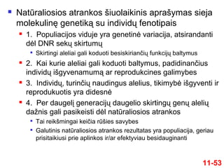  Natūraliosios atrankos šiuolaikinis aprašymas sieja
molekulinę genetiką su individų fenotipais
 1. Populiacijos viduje yra genetinė variacija, atsirandanti
dėl DNR sekų skirtumų

Skirtingi aleliai gali koduoti besiskiriančių funkcijų baltymus
 2. Kai kurie aleliai gali koduoti baltymus, padidinančius
individų išgyvenamumą ar reprodukcines galimybes
 3. Individų, turinčių naudingus alelius, tikimybė išgyventi ir
reprodukuotis yra didesnė
 4. Per daugelį generacijų daugelio skirtingų genų alelių
dažnis gali pasikeisti dėl natūraliosios atrankos

Tai reikšmingai keičia rūšies savybes

Galutinis natūraliosios atrankos rezultatas yra populiacija, geriau
prisitaikiusi prie aplinkos ir/ar efektyviau besidauginanti
11-53
 
