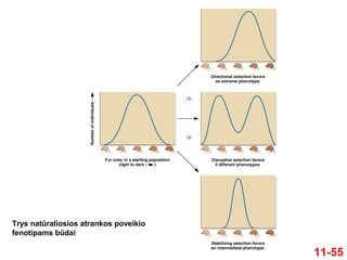 11-55
Trys natūraliosios atrankos poveikio
fenotipams būdai
 