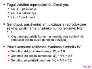  Tegul vidutinė reprodukcinė sėkmė yra:
 AA  5 palikuonys
 Aa  4 palikuonys
 aa  1 palikuonis
 Genotipui, pasižyminčiam didžiausia reprodukcine
sėkme, priskiriama prisitaikomumo reikšmė, lygi
1.0
 Kitų genotipų prisitaikomumas nustatomas santykinai,
geriausiai prisitaikiusio genotipo atžvilgiu
 Prisitaikomumo reikšmės žymimos simboliu W
 Genotipo AA prisitaikomumas: WAA = 1.0
 Genotipo Aa prisitaikomumas: WAa = 4/5 = 0.8
 Genotipo aa prisitaikomumas: Waa = 1/5 = 0.2
11-57
 
