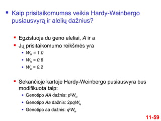  Kaip prisitaikomumas veikia Hardy-Weinbergo
pusiausvyrą ir alelių dažnius?
 Egzistuoja du geno aleliai, A ir a
 Jų prisitaikomumo reikšmės yra
 WAA = 1.0
 WAa = 0.8
 Waa = 0.2
 Sekančioje kartoje Hardy-Weinbergo pusiausvyra bus
modifikuota taip:
 Genotipo AA dažnis: p2
WAA
 Genotipo Aa dažnis: 2pqWAa
 Genotipo aa dažnis: q2
Waa
11-59
 