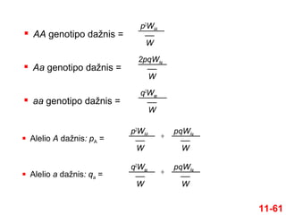  AA genotipo dažnis =
11-61
p2
WAA
W
 Aa genotipo dažnis =
2pqWAa
W
 aa genotipo dažnis =
q2
Waa
W
 Alelio A dažnis: pA =
p2
WAA
W
pqWAa
W
+
 Alelio a dažnis: qa =
q2
Waa
W
pqWAa
W
+
 