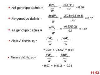  AA genotipo dažnis =
11-63
p2
WAA
W
 Aa genotipo dažnis =
2pqWAa
W
 aa genotipo dažnis =
q2
Waa
W
 Alelio A dažnis: pA =
p2
WAA
W
pqWAa
W
+
 Alelio a dažnis: qa =
q2
Waa
W
pqWAa
W
+
=
(0.5)2
(1)
0.7
= 0.36
= 0.57
2(0.5)(0.5)(0.8)
0.7
=
=
(0.5)2
(0.2)
0.7
= 0.07
= 0.36 + 0.57/2 = 0.64
= 0.07 + 0.57/2 = 0.36
 