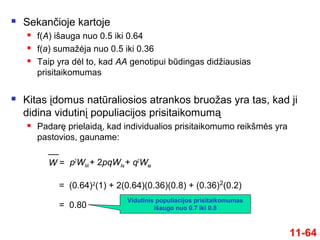  Sekančioje kartoje
 f(A) išauga nuo 0.5 iki 0.64
 f(a) sumažėja nuo 0.5 iki 0.36
 Taip yra dėl to, kad AA genotipui būdingas didžiausias
prisitaikomumas
 Kitas įdomus natūraliosios atrankos bruožas yra tas, kad ji
didina vidutinį populiacijos prisitaikomumą
 Padarę prielaidą, kad individualios prisitaikomumo reikšmės yra
pastovios, gauname:
11-64
p2
WAA + 2pqWAa + q2
WaaW =
= (0.64)2
(1) + 2(0.64)(0.36)(0.8) + (0.36)2
(0.2)
= 0.80
Vidutinis populiacijos prisitaikomumas
išaugo nuo 0.7 iki 0.8
 