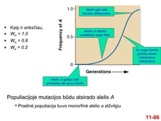 11-66
 Kaip ir anksčiau,
 WAA = 1.0
 WAa = 0.8
 Waa = 0.2
Alelis A galėjo būti
prarastas dėl genų dreifo
Alelio A dažnis
pradžioje auga lėtai
Jis auga žymiai
gričiau esant
vidutinėms
reikšmėms
Alelis gali būti
beveik užfiksuotas
Populiacijoje mutacijos būdu atsirado alelis A
 Pradinė populiacija buvo monorfinė alelio a atžvilgiu
 