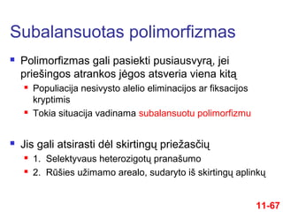  Polimorfizmas gali pasiekti pusiausvyrą, jei
priešingos atrankos jėgos atsveria viena kitą
 Populiacija nesivysto alelio eliminacijos ar fiksacijos
kryptimis
 Tokia situacija vadinama subalansuotu polimorfizmu
 Jis gali atsirasti dėl skirtingų priežasčių
 1. Selektyvaus heterozigotų pranašumo
 2. Rūšies užimamo arealo, sudaryto iš skirtingų aplinkų
Subalansuotas polimorfizmas
11-67
 