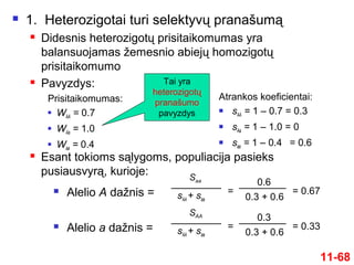 1. Heterozigotai turi selektyvų pranašumą
 Didesnis heterozigotų prisitaikomumas yra
balansuojamas žemesnio abiejų homozigotų
prisitaikomumo
 Pavyzdys:
Prisitaikomumas:
 WAA = 0.7
 WAa = 1.0
 Waa = 0.4
11-68
Atrankos koeficientai:
 sAA = 1 – 0.7 = 0.3
 sAa = 1 – 1.0 = 0
 saa = 1 – 0.4 = 0.6
Tai yra
heterozigotų
pranašumo
pavyzdys
 Alelio A dažnis =
Saa
sAA + saa
0.6
0.3 + 0.6
= = 0.67
 Esant tokioms sąlygoms, populiacija pasieks
pusiausvyrą, kurioje:
 Alelio a dažnis =
SAA
sAA + saa
= 0.33
0.3
0.3 + 0.6
=
 
