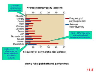11-8
Įvairių rūšių polimorfizmo palyginimas
Genetinis
kintamumas
artimas nuliui
Nors ~ 30% visų genų
yra polimorfiniai
žmogaus populiacijose,
mažiau nei 10%
visų genų yra
heterozigotiniai
atskirame
individe
 