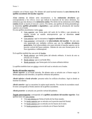 Tema 1

completa con el hueso ungis. Por delante del canal lacrimal tenemos la cara interna de la
apófisis ascendente del maxilar superior.
-Cara externa; de delante atrás encontramos: a las eminencias alveolares que
corresponderían a los relieves óseos que indican la inserción de las raíces dentarias. La
eminencia que más destaca es la eminencia canina. Por detrás de las eminencias está la fosa
camina donde se inserta el músculo camino. Por detrás, una apófisis de forma piramidal que
se denomina apófisis piramidal o cigomática y que permite la articulación del maxilar
superior con el malar.
En esta apófisis encontramos varias caras;
• Cara superior: que forma parte del suelo de la órbita y que presenta un
canales cavado en sentido anteroposterior que se denomina canal
suborbitario.
• Cara anterior: aquí se encuentra el agujero suborbitario.
• Cara posterior: corresponde a la tuberosidades del maxilar. En esta cara
esta agujereada por múltiples orificios que son los orificios alveolares
posteriores. Esta tuberosidades sirve para articular el maxilar superior con la
porción vertical del hueso palatino. Además de esta cara forman parte de la
fosa cigomática o inflatemporal.
En la apófisis también hay una serie de bordes:
• Borde anterior: que forma parte del reborde orbitario. A través de este se
articula con el malar.
• Borde inferior: que es un borde libre.
• Borde posterior: que forma parte de la cisura orbitaria inferior.
La apófisis también tiene un vértice a través del cual se articula con el malar.
Bordes del maxilar superior:
-Borde superior: es un borde articular. De delante atrás se articula con: el hueso ungis, la
lámina papiracea del etmoides y la apófisis orbitarias del palatino.
-Borde inferior o borde alveolar: presenta todos los orificios alveolares. Aquí es donde se
insertan los dientes .
-Borde anterior: aquí se encuentra la espina nasal anterior. Por encima la escotadura nasal.
El resto corresponde al borde anterior de la apófisis ascendente.
-Borde posterior: se articula con; porción vertical del palatino.
Ángulo anterosuperior; corresponde al la apófisis ascendente del maxilar superior. Está
apófisis tiene una cara externa.
• Una cara interna que forma el techo de las fosas nasales.
• Un borde superior que se articula con la porción nasal del frontal.
• Un borde anterior que se articula con los huesos de la nariz.
• Un borde posterior que se articula con el hueso lacrimal.

19

 