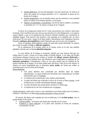 Tema 1

•

Papilas filiformes; son las más pequeñas y las más numerosas. Se sitúa en el
dorso del cuerpo de la lengua paralelas a la V, respetando la punta de los
bordes de la lengua.
• Papilas fungiformes; con un tamaño mayor que las anteriores y una cantidad
menor se sitúan en los bordes laterales y en la punta.
• Papilas circunbaladas o caliciformes; son las de mayor tamaño y su número
es alrededor de 7-12. Se sitúan a lo largo de la V lingual.
El dorso de la lengua por detrás de la V tiene una porción casi vertical y mira hacia
la faringe. Está recubierto por una mucosa que presenta un color blanquecino y un aspecto
rugoso debido a que en la submucosa hay diversos folículos linfoides que constituyen la
amígdala lingual. Está porción más posterior está separada de la epiglotis por un surco
transversal. De este surco, surgen en la línea media y lateralmente unos repliegues mocosos
llamados repliegues glosoepiglóticos medio bilaterales que unen la raíz con la epiglotis.
Entre el repliegue glosoepiglótico medio de cada lado queda delimitado un espacio
que recibe el nombre de fosa o vallécula epiglótica.
En la submucosa de la lengua, tanto en el cuerpo como en la raíz, hay también
glándulas salivales que se llaman glándulas linguales.
La cara inferior de la lengua se encuentra cubierta por una mucosa fina que ese
refleja hacia el suelo y forma en la línea media el frenillo lingual. A los lados del frenillo
encontramos pliegues mucosos que reciben el nombre del pliegue mucoso fimbreado y
lateralmente se observan también otros más llamativos que comprenden el repliegue de los
músculos genioglosos. Lateralmente a ellos, se ven unos canales que los separan de los
bordes laterales de la lengua. En la línea media tanto del dorso como de la cara inferior se
observa un surco longitudinal que se denomina surco medio, de forma que ambos se
continúan entre sí en el vértice de la lengua.
Piezas dentarias:
• Una pieza dentaria está constituida por distintos tipos de tejidos
mineralizados. La mayor proporción del diente está constituida por un tejido
mineralizado que es la dentina.
• La dentina está recubierta por otros tejidos mineralizados.
• La parte del diente que sobresale a través de la encía se llama corona, y está
recubierta por un tejido mineralizado llamado esmalte.
• La parte del diente que queda dentro del hueso se llama raíz.
• La dentina de la raíz esta recubierta por el cemento.
Cuello del diente: unión entre corona y raíz coincidente con la línea media entre el esmalte y
cemento, a esta línea se le llama línea amelocementaria o línea cervical.
El interior del diente está ocupado por una cavidad que es la cavidad pulpar, esta se
puede dividir en dos partes:
 Cámara pulpar: es la parte más ancha que coincide con la corona
 Conducto o canal radicular: es la parte más estrecha en forma de conducto,
corresponde a la raíz.

31

 