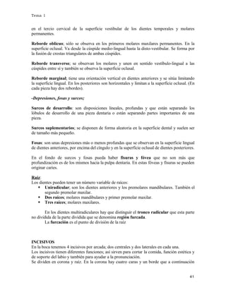 Tema 1

en el tercio cervical de la superficie vestibular de los dientes temporales y molares
permanentes.
Reborde oblicuo; sólo se observa en los primeros molares maxilares permanentes. En la
superficie oclusal. Va desde la cúspide medio-lingual hasta la disto-vestibular. Se forma por
la fusión de crestas triangulares de ambas cúspides.
Reborde transverso; se observan los molares y unen en sentido vestíbulo-lingual a las
cúspides entre sí y también se observa la superficie oclusal.
Reborde marginal; tiene una orientación vertical en dientes anteriores y se sitúa limitando
la superficie lingual. En los posteriores son horizontales y limitan a la superficie oclusal. (En
cada pieza hay dos rebordes).
-Depresiones, fosas y surcos;
Surcos de desarrollo: son disposiciones lineales, profundas y que están separando los
lóbulos de desarrollo de una pieza dentaria o están separando partes importantes de una
pieza.
Surcos suplementarios; se disponen de forma aleatoria en la superficie dental y suelen ser
de tamaño más pequeño.
Fosas: son unas depresiones más o menos profundas que se observan en la superficie lingual
de dientes anteriores, por encima del cíngulo y en la superficie oclusal de dientes posteriores.
En el fondo de surcos y fosas pueda haber fisuras y fóvea que no son más que
profundización es de los mismos hacia la pulpa dentaria. En estas fóveas y fisuras se pueden
originar caries.
Raíz:
Los dientes pueden tener un número variable de raíces:
 Uniradicular; son los dientes anteriores y los premolares mandibulares. También el
segundo premolar maxilar.
 Dos raíces; molares mandibulares y primer premolar maxilar.
 Tres raíces; molares maxilares.
En los dientes multiradiculares hay que distinguir el tronco radicular que esta parte
no dividida de la parte dividida que se denomina región furcada.
La furcación es el punto de división de la raíz

INCISIVOS
En la boca tenemos 4 incisivos por arcada; dos centrales y dos laterales en cada una.
Los incisivos tienen diferentes funciones; así sirven para cortar la comida, función estética y
de soporte del labio y también para ayudar a la pronunciación.
Se dividen en corona y raíz. En la corona hay cuatro caras y un borde que a continuación
41

 