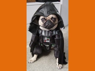 Poque os animais detestam o carnaval