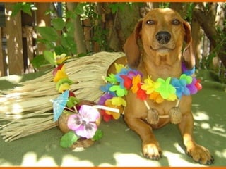 Poque os animais detestam o carnaval