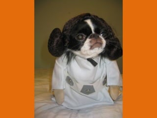 Poque os animais detestam o carnaval