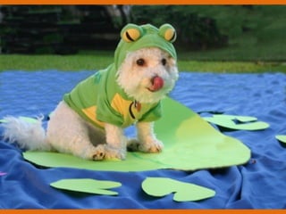 Poque os animais detestam o carnaval