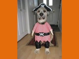 Poque os animais detestam o carnaval