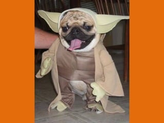 Poque os animais detestam o carnaval