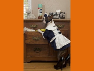 Poque os animais detestam o carnaval