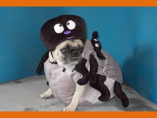 Poque os animais detestam o carnaval