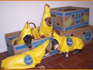 Poque os animais detestam o carnaval