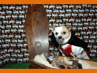 Poque os animais detestam o carnaval