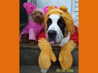 Poque os animais detestam o carnaval