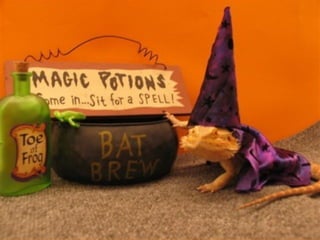 Poque os animais detestam o carnaval