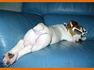 Poque os animais detestam o carnaval