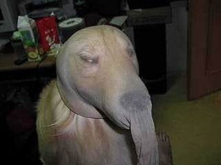 Poque os animais detestam o carnaval