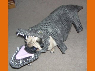 Poque os animais detestam o carnaval