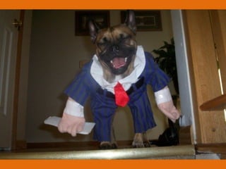 Poque os animais detestam o carnaval