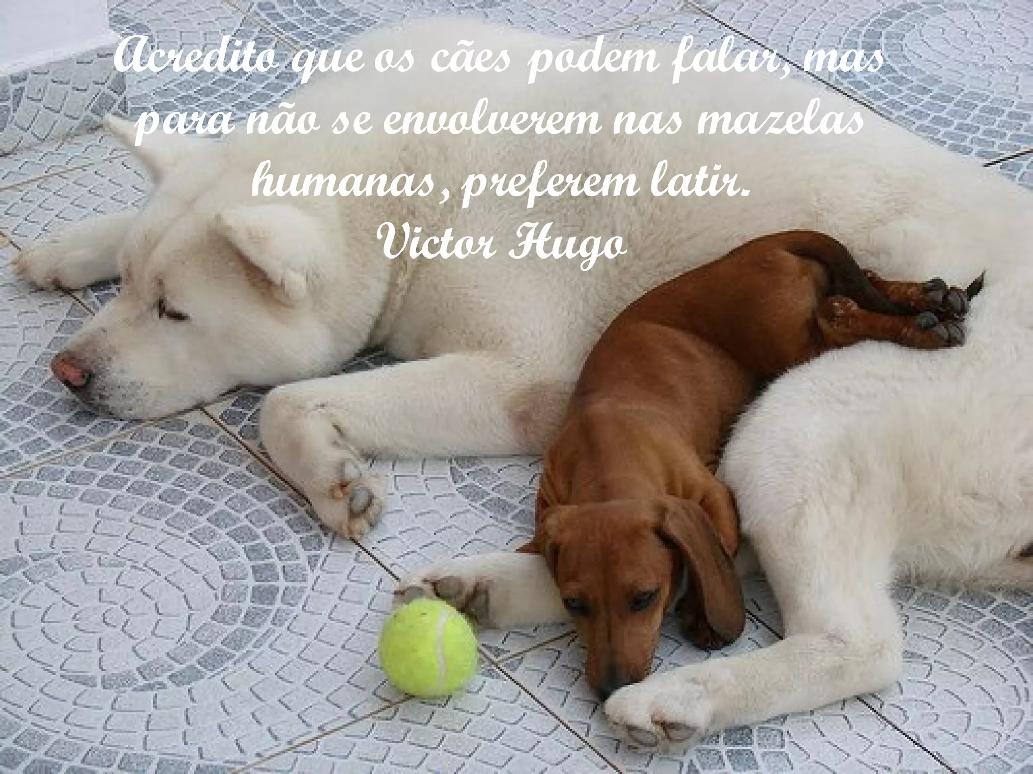 Acredito que os cães podem falar, mas para não se envolverem nas mazelas humanas, preferem latir. Victor Hugo 