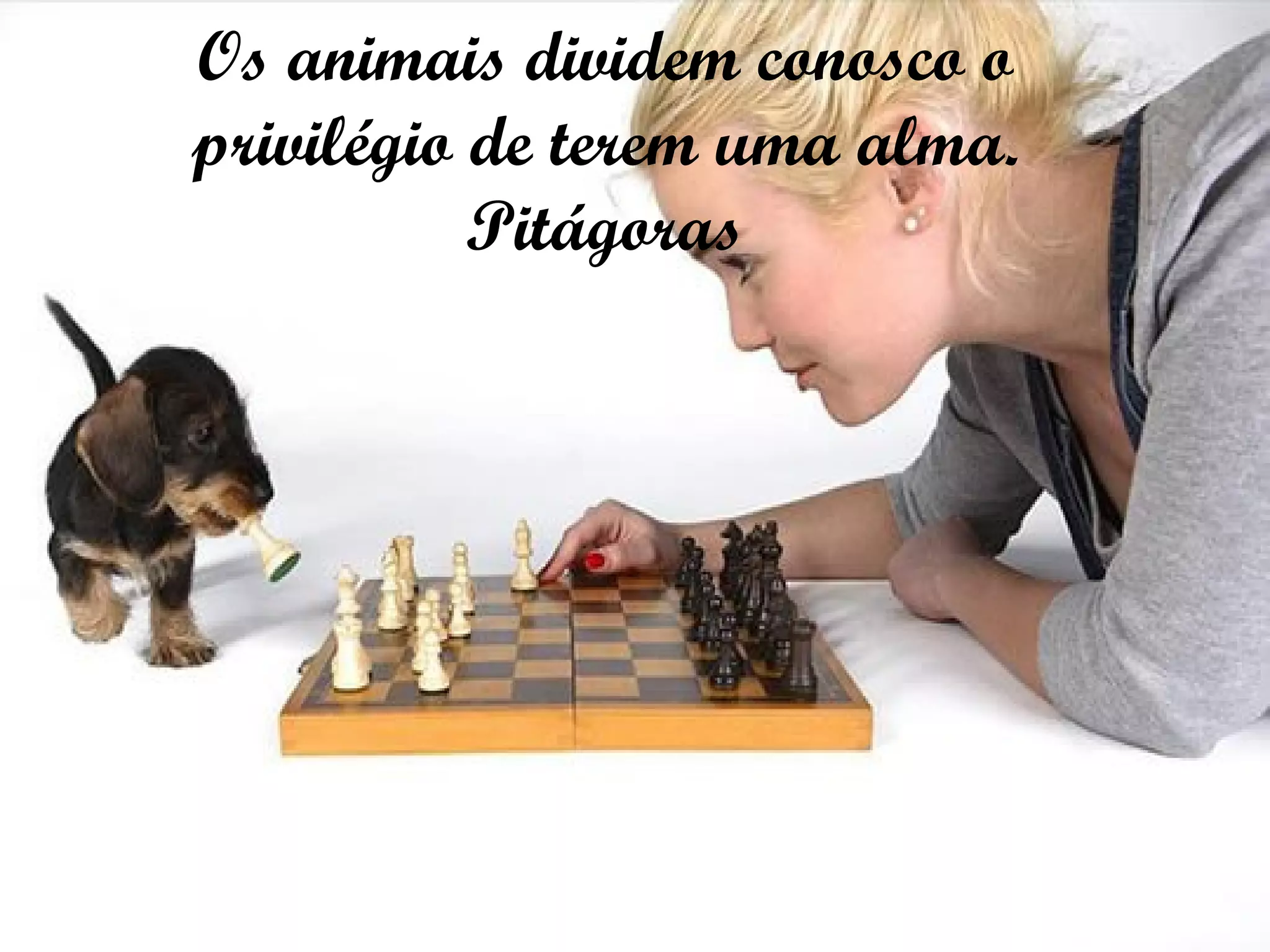 Os animais dividem conosco o privilégio de terem uma alma. Pitágoras 